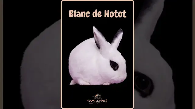 'Video thumbnail for rabbit breeds by famillypet'