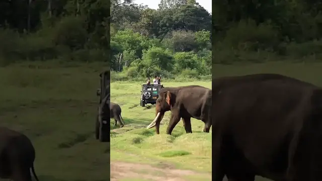 Video thumbnail for Minneriya National Park #shorts