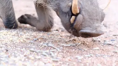 'Video thumbnail for Do_pigs_get_excited_about_meal_times'