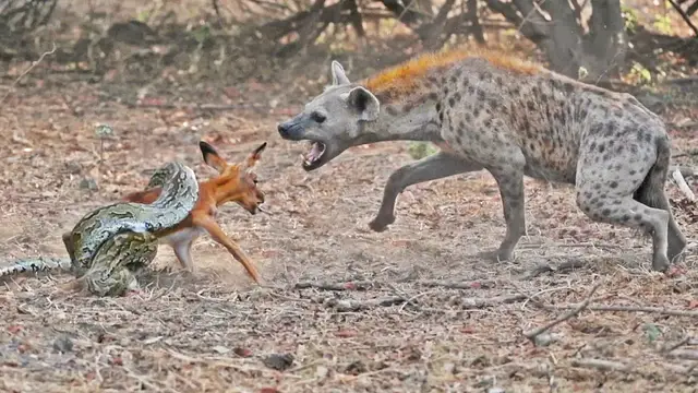 Video thumbnail for IMPALA BABY TRIES ESCAPING PYTHON & HYENA