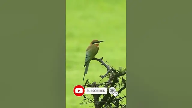 Video thumbnail for Blue tailed Bee- eater #shorts