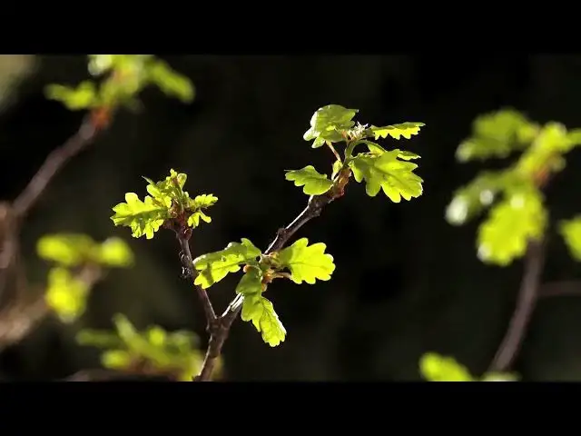 Video thumbnail for The Magic Of Nature