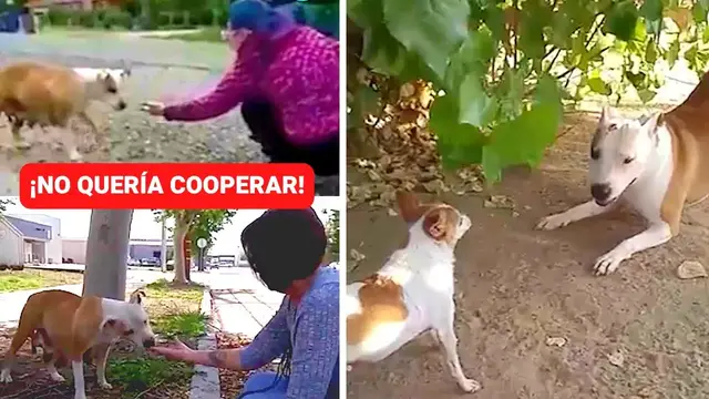 Video thumbnail for Ayudan a perrita abandonada y descubren que estaba lactando ¡No creerás lo que sucedió!