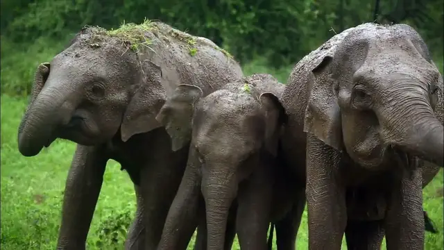 Video thumbnail for Elephants having a mud bath in Wasgamuwa national park