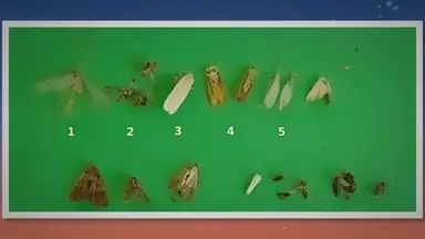 'Video thumbnail for 18 Kinds of Tiny Bugs Attracted to Light at Night'