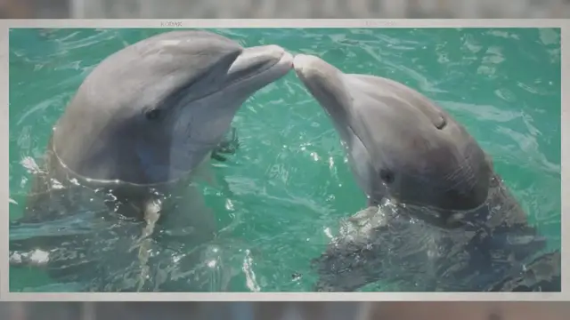 Video thumbnail for How Long Can a Dolphin Hold Its Breath?
