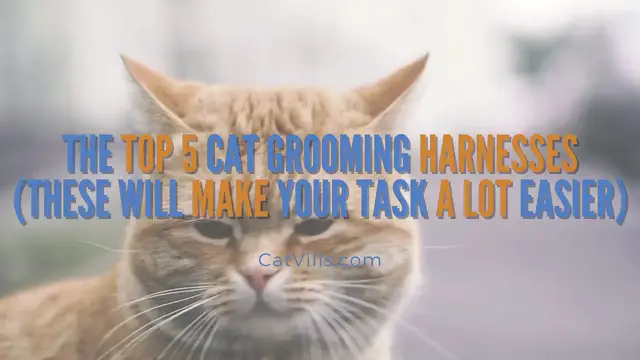 Video thumbnail for THE TOP 5 CAT GROOMING HARNESSES THESE WILL MAKE YOUR TASK A LOT EASIER