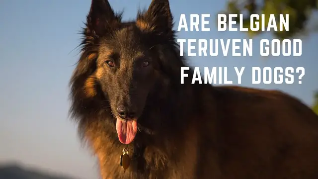 'Video thumbnail for are Belgian Tervuren good family dog?'
