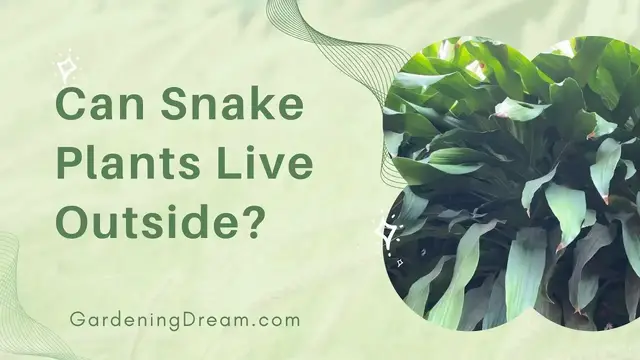 Video thumbnail for Can Snake Plants Live Outside