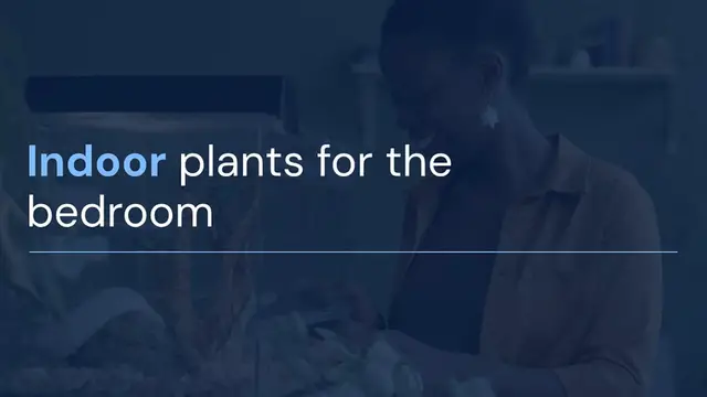 Video thumbnail for Indoor Plants for the Bedroom