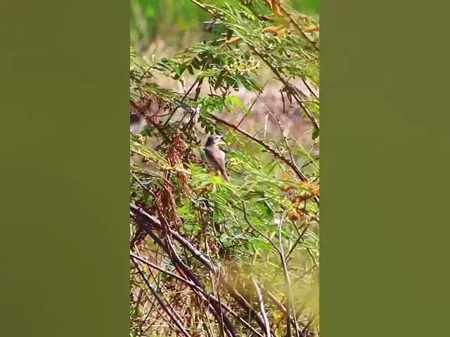 Video thumbnail for Small of Wild Bird 1  #dovebird #smallbird #birds #bird #shortdove #nestdove #babiesdove