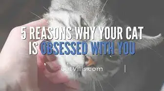 'Video thumbnail for 5 REASONS WHY YOUR CAT IS OBSESSED WITH YOU'