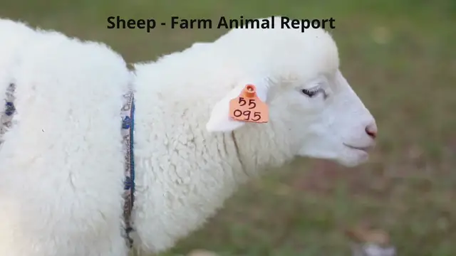 Video thumbnail for Sheep - Sheep Farming