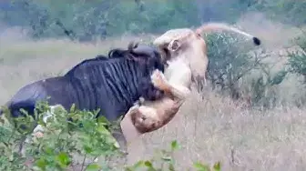 Video thumbnail for Wildebeest Hooks Lion by Leg as it Tries to Escape!