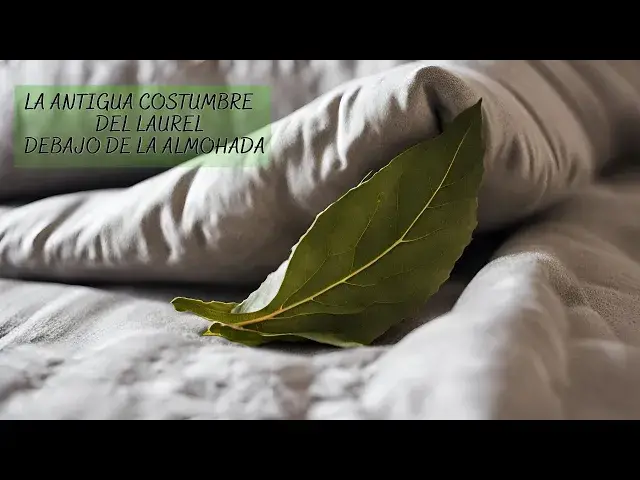 Video thumbnail for La antigua costumbre del laurel debajo de la almohada que no merecía ser olvidada...