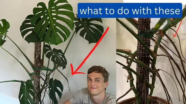 Video thumbnail for Monstera Roots - 4 Things to do with Aerial Roots - Monstera deliciosa (2023)