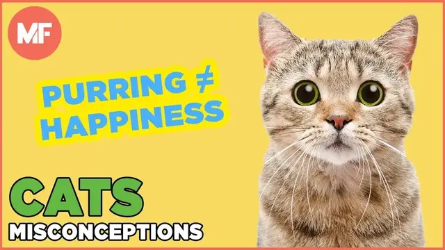 Video thumbnail for Misconceptions About Cats | Mental Floss