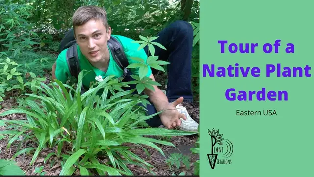 Video thumbnail for Tour of 25 NATIVE PLANTS for Eastern USA