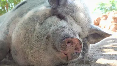 'Video thumbnail for Do_pigs_dream'
