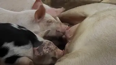 'Video thumbnail for Can_pigs_learn_tricks_like_dogs'