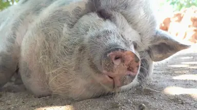 'Video thumbnail for Do_pigs_get_sunburned'