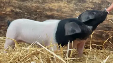 'Video thumbnail for Can_pigs_see_behind_themselves_without_turning_around'