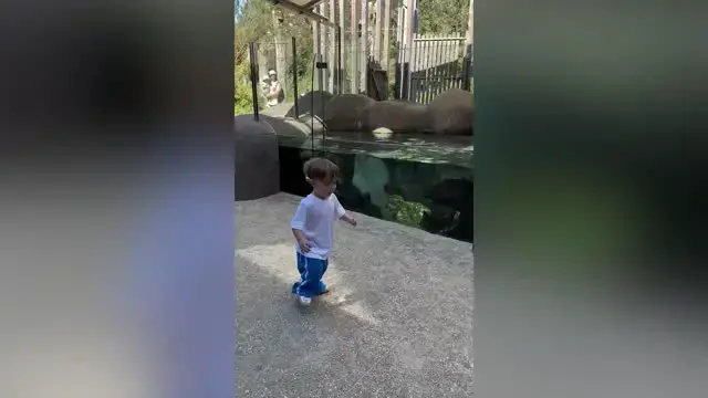 Video thumbnail for Boy Has Dance Party With Stingray At Zoo | Happily TV