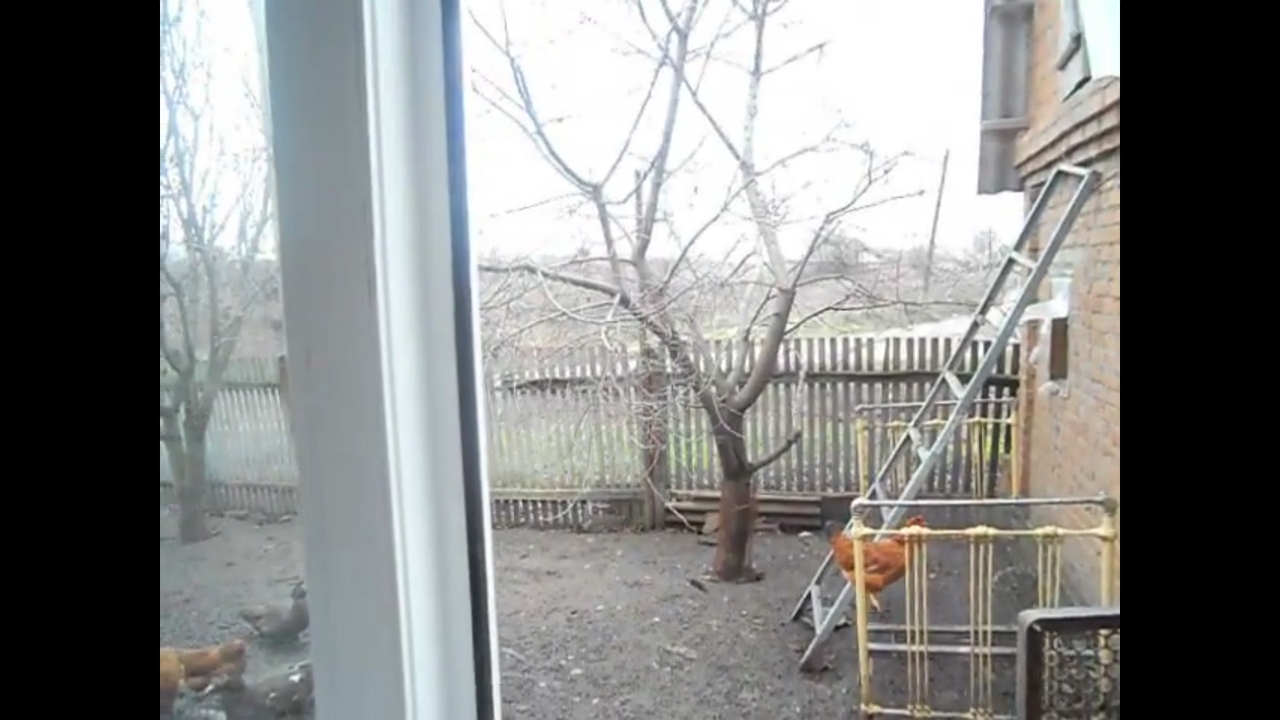 Video thumbnail for Playful Magpie Gena Flies Around Russian Home
