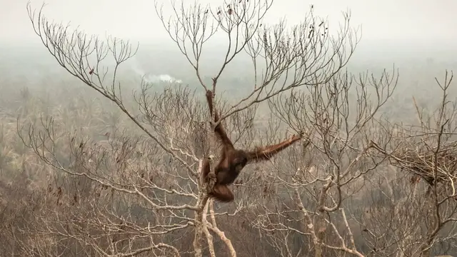 Video thumbnail for Super El Niño threatens Latin America with droughts, floods and food shortages