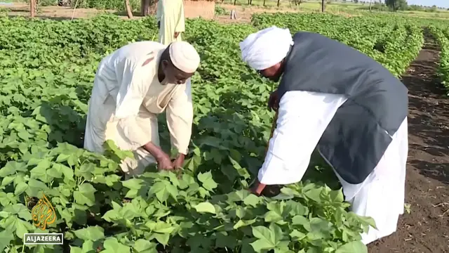 'Video thumbnail for Ethiopia's mega-project alters agriculture: Sudanese farmers adopt new cultivating practices'