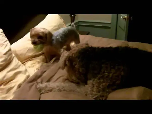 Video thumbnail for PINKY STEALING KITTY'S BALL