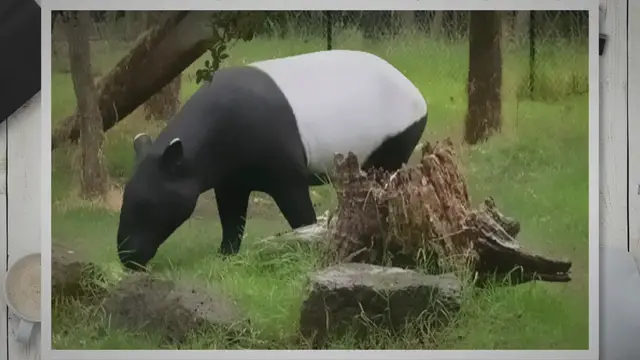 Video thumbnail for What Eats Tapirs and What Do Tapirs Eat?