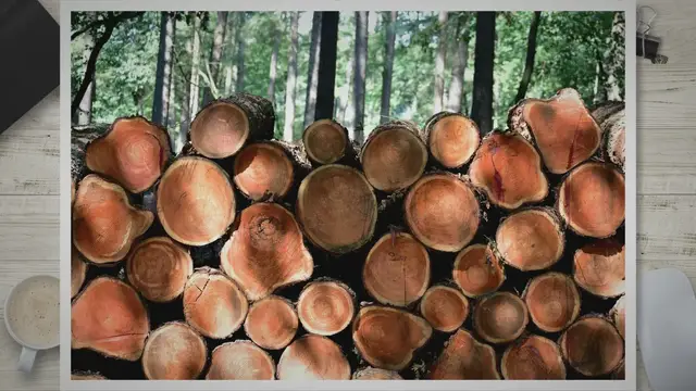 Video thumbnail for What is Forestry Management? Exploring the Vitality of Forestry Management