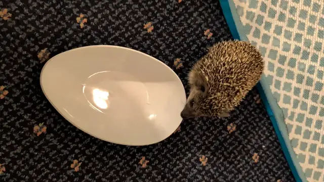 Video thumbnail for Playful Hedgehog Flips Bowl Over Itself