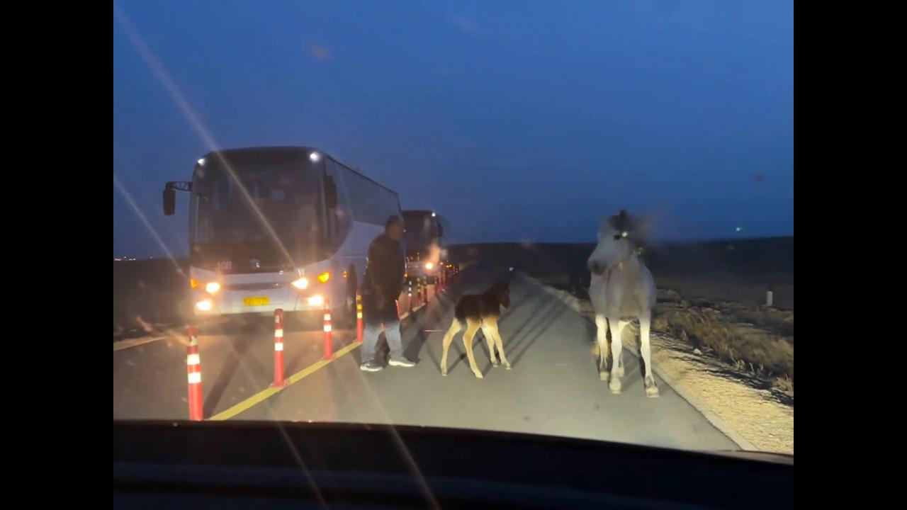 Video thumbnail for China: Foal blocks bus on Chinese highway.