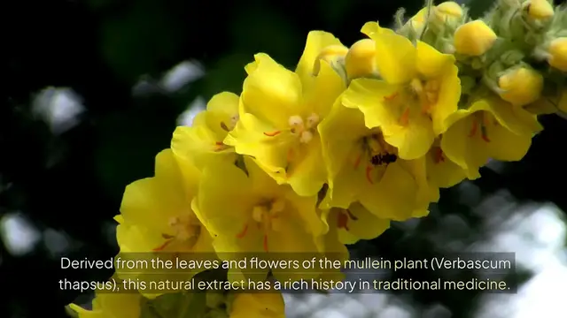 Video thumbnail for Mullein Leaf: Benefits and Uses