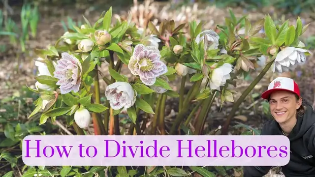 Video thumbnail for Hellebores - How to Divide Helleborus - Easy, Fast & Free Propagation