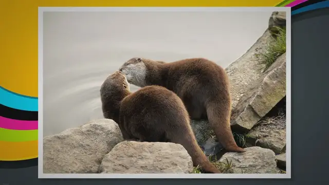 Video thumbnail for Types of Electric Current: From Global Habitats to Conservation Efforts