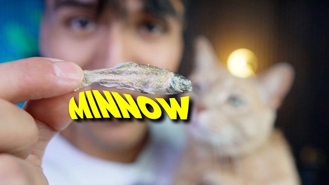 Video thumbnail for Does Tiger Like These Vital Essentials Freeze Driwed Raw Minnows?