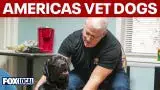 Video thumbnail for Service dogs helps vets and first responders