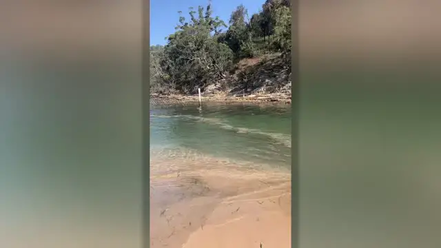 Video thumbnail for Wallaby Takes A Dip To Escape Summer Heat | Wild-ish TV