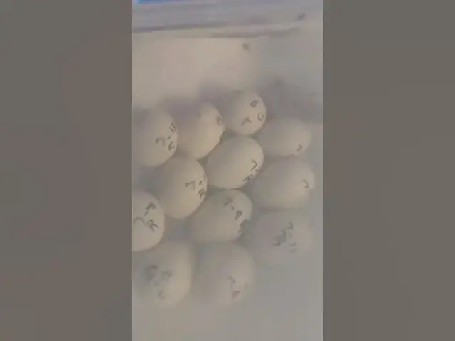 Video thumbnail for Surprise Baby Chick #Shorts