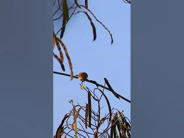Video thumbnail for Cute Sparrow Birds #dovebird #smallbird #birds #bird #shortdove #nestdove #babiesdove