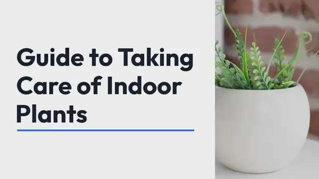 Video thumbnail for Indoor Plants Care