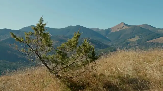 Video thumbnail for Shrubs for Acidic Soil