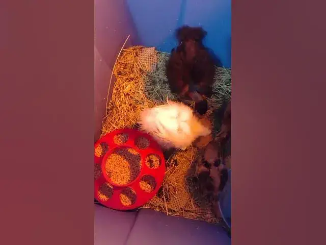 Video thumbnail for Baby Silkie Chicks with Goodies #Shorts