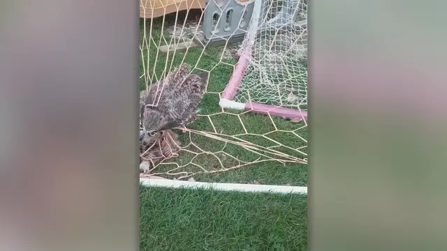 Video thumbnail for Owl Tangled In Soccer Net Cut Free | Wild-ish TV