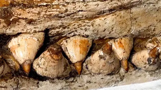 Video thumbnail for Unearthed Prehistoric Sperm Whale Skull Illuminates Modern Sperm Whale Evolution