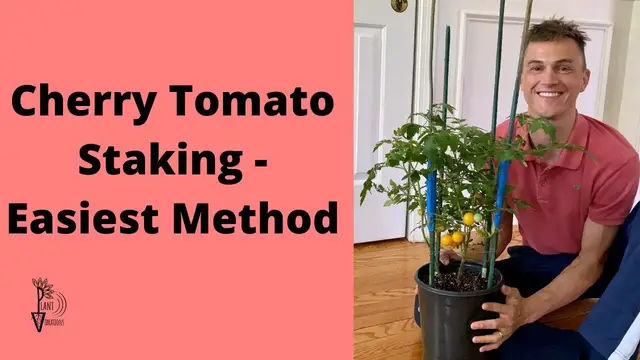 Video thumbnail for Easy CHERRY TOMATO STAKING for Container Plants