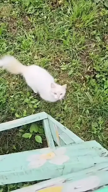 Video thumbnail for Acrobatic Farm Cat Climbs Roof and Bounces on Trampoline